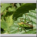 Leptophyes punctatissima - Punktierte Zartschrecke m03.jpg